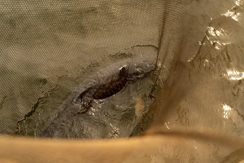 OMC Black Pearl: Landing Net 42" 2-piece Handle